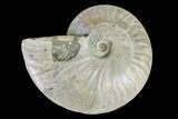 Silver Iridescent Ammonite (Cleoniceras) Fossil - Madagascar #157170-1